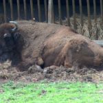 Wild- und Freizeitpark Westerwald (5)