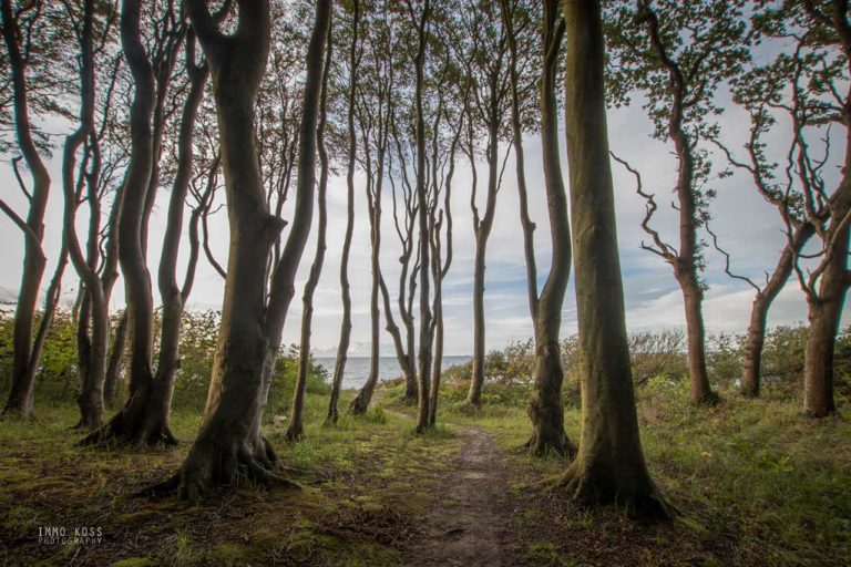 Der Gespensterwald Nienhagen