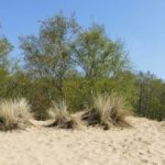 Boberger Niederung Dünen