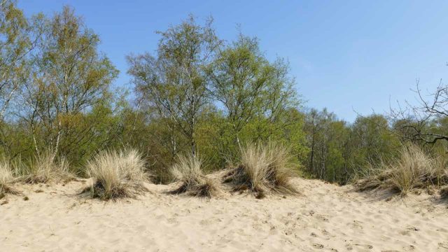 Boberger Niederung Dünen