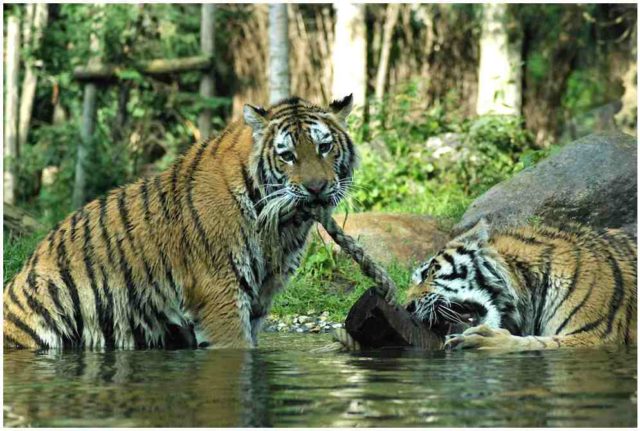 Erlebnistierpark Memleben Tiger