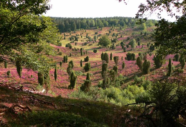 Totengrund Lüneburger Heide