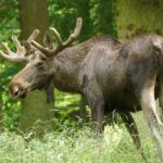 Hochwildpark Rheinland (4)