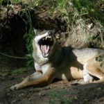 Wildpark Eekholt (1)