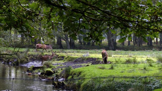 Wildpark Eekholt