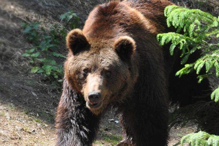 Wild- und Freizeitpark Willingen