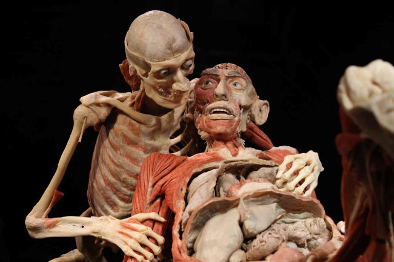 Körperwelten Menschen Museum Berlin
